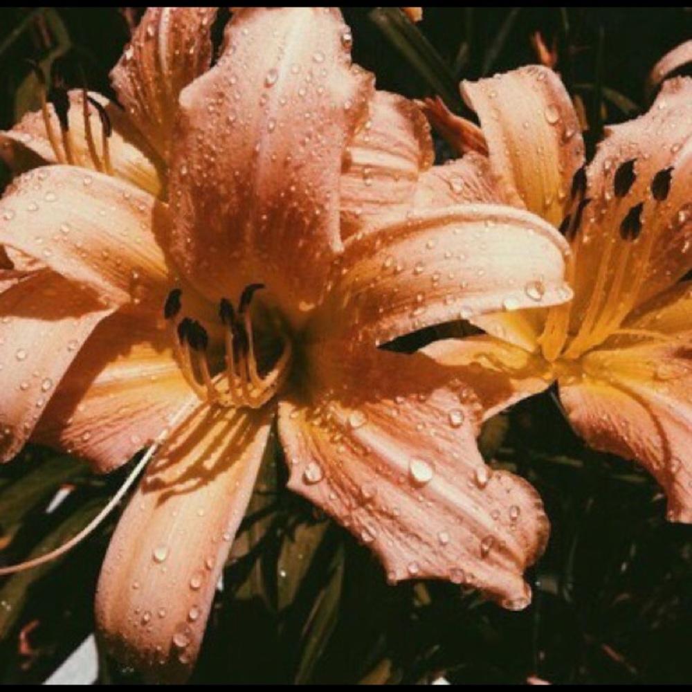 Meet your Posher, Angelique